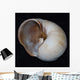 Moonsnail Iii Wall Decal