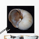 Moonsnail Iii Wall Decal