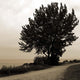 Silhouette I Wall Decal