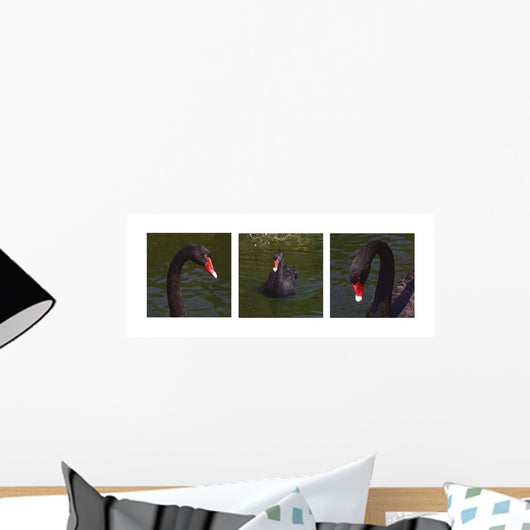 Black Swan Trio Wall Decal