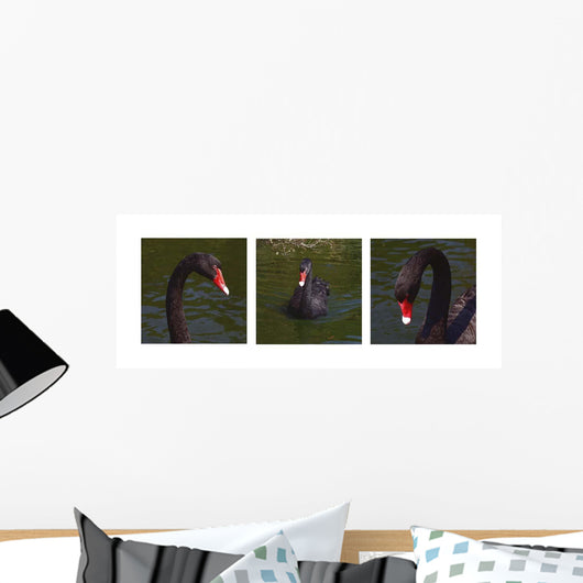 Black Swan Trio Wall Decal