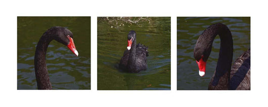 Black Swan Trio Wall Decal