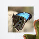 Blue Butterfly Color Wall Decal