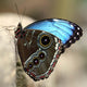 Blue Butterfly Color Wall Decal