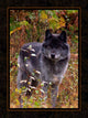 Wolf Ii Wall Decal