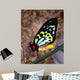 Bright Colors Butterfly Wall Decal