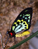 Bright Colors Butterfly Wall Decal