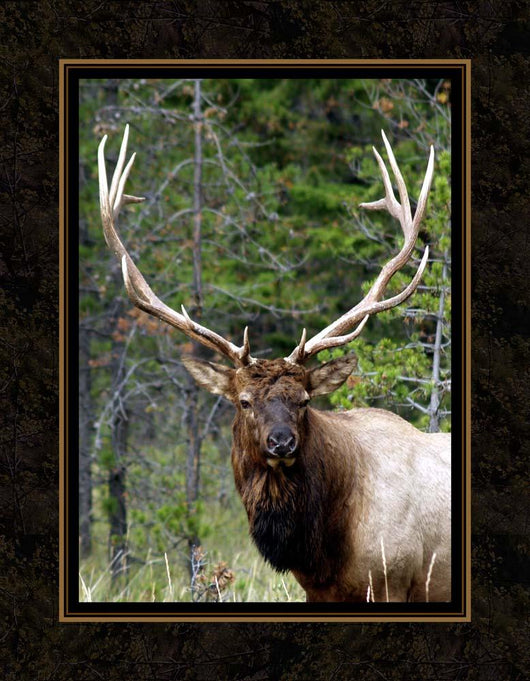 Large Elk Wall Decal