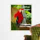 Parrot Ii with Words Wall Decal