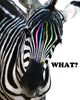 Zebra Colors Wall Decal