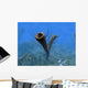 Species Pirania Primitive Sponge Wall Decal