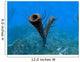 Species Pirania Primitive Sponge Wall Decal