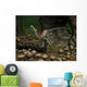 Compsognathus Prepares to Swallow Wall Decal