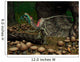 Compsognathus Prepares to Swallow Wall Decal