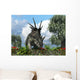 Styracosaurus Samples Flowers Order Wall Decal