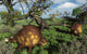 Prehistoric Glyptodonts Graze Grassy Wall Decal