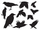 Black Crows Wall Decal Sticker Set Wall Decal