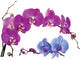 Orchids Wall Decal Sticker Set Wall Decal