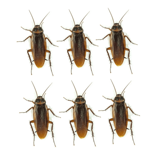 Cockroach Funny Sticker Set | Roach Gag Stickers