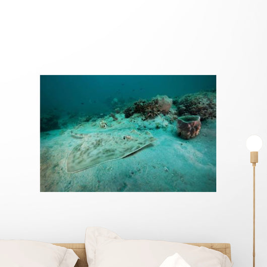 Southern Stingray Sandy Bottom Wall Decal