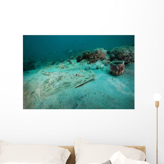 Southern Stingray Sandy Bottom Wall Decal