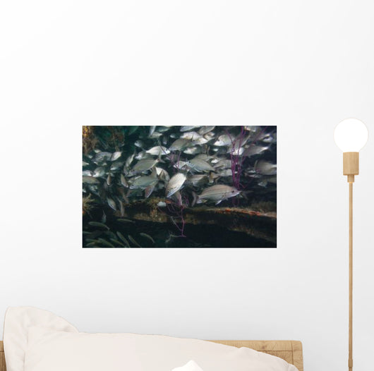 Large School Tomtate inside Wall Decal