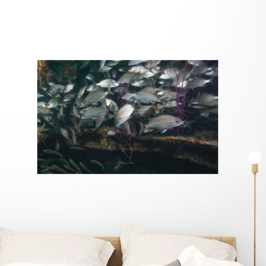 Large School Tomtate inside Wall Decal