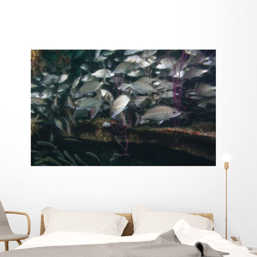 Large School Tomtate inside Wall Decal