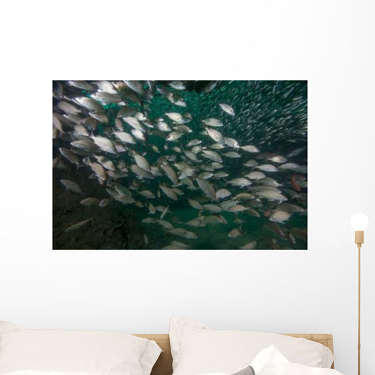 School Tomtate and Glass Wall Decal