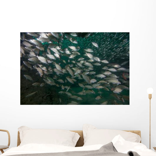 School Tomtate and Glass Wall Decal