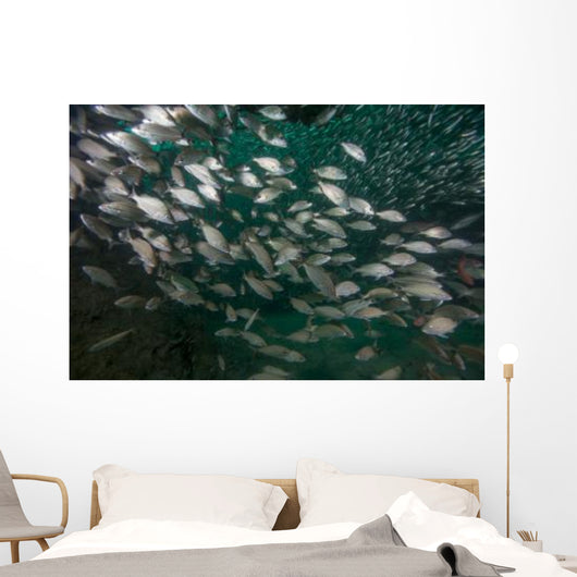 School Tomtate and Glass Wall Decal