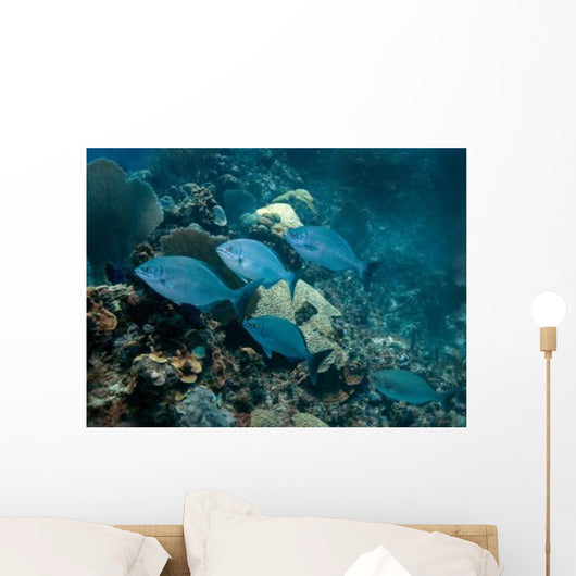 Small School Bermuda Chub Wall Decal