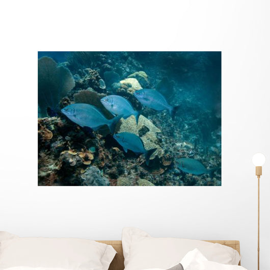Small School Bermuda Chub Wall Decal