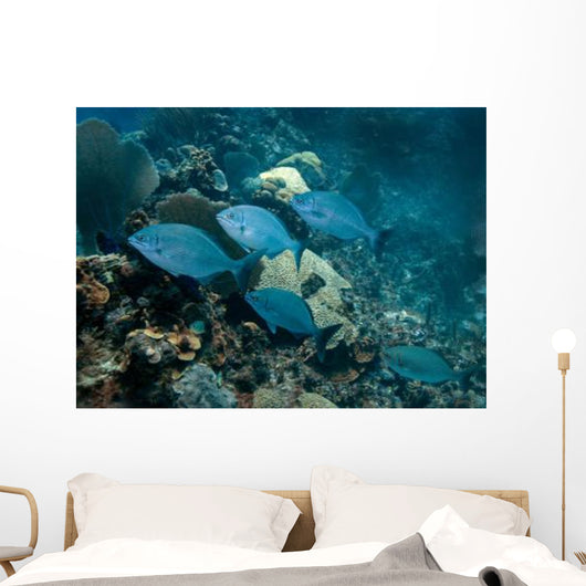 Small School Bermuda Chub Wall Decal