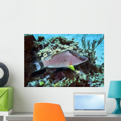 Hogfish Swimming above Coral Wall Decal shown on a wall