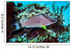 Hogfish Swimming above Coral Wall Decal