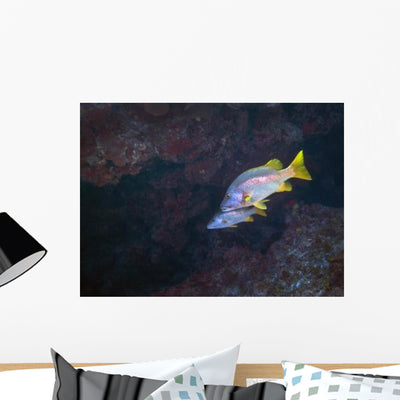 Pair Schoolmaster Fish Wall Decal shown on a wall