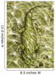 Lanthanosuchus Extinct Genus Parareptile Wall Decal