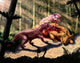 Biarmosuchus Predators Eating Flesh Wall Decal