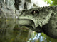 Close-up Head Scutosaurus Karpinskii Wall Decal