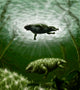 Scutosaurus Karpinskii Prehistoric Waters Wall Decal
