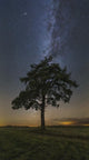 Lonely Tree Field Night Wall Decal