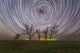 Star Trails under Trees Wall Decal