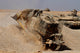 Israel Defense Force Caterpillar Wall Decal