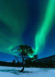 Aurora Borealis Forramarka Troms Wall Decal Design 3