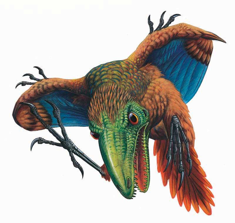 Attacking Archaeopteryx Feathered Dinosaur Wall Decal – Wallmonkeys