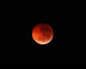 Totality Phase Lunar Eclipse Wall Decal