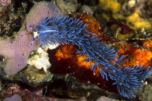 Aeolid Nudibranch Batangas Philippines Wall Decal