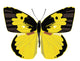 Yellow Butterfly Wall Decal