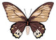 Tan and Brown Butterfly Wall Decal